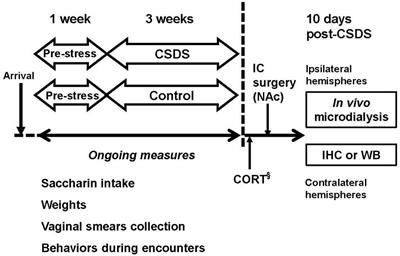 Disruption of the Glutamate–Glutamine Cycle Involving Astrocytes in an Animal Model of Depression for Males and Females